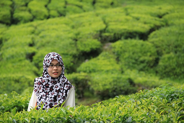 马来西亚茶场的女人
