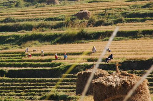 农业在不丹