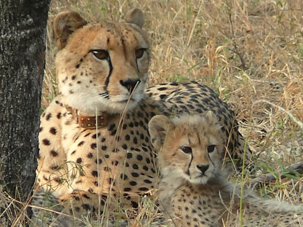 南非野生动物保护区内的猎豹。