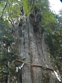 日本3000岁的树
