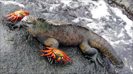 加拉帕戈斯海洋鬣蜥和螃蟹