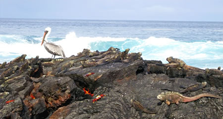 海鸟，海洋鬣蜥，加拉帕戈斯群岛的萨利轻脚蟹和海狮